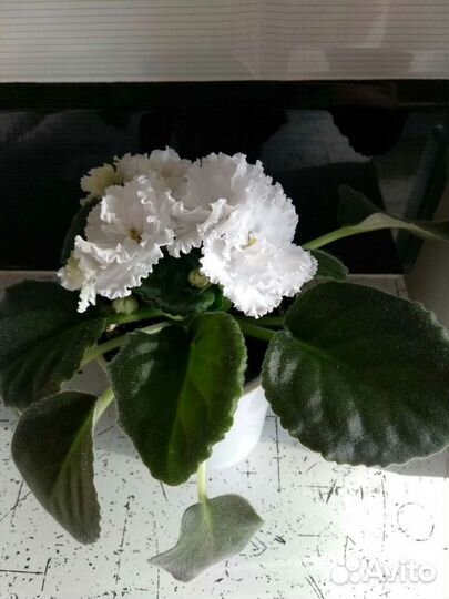 Фиалка сортовая 