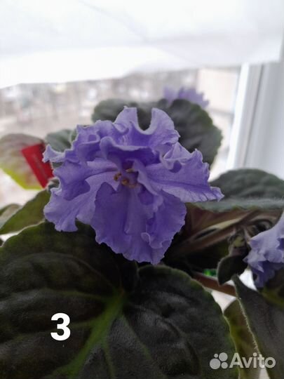 Сортовые фиалки листик