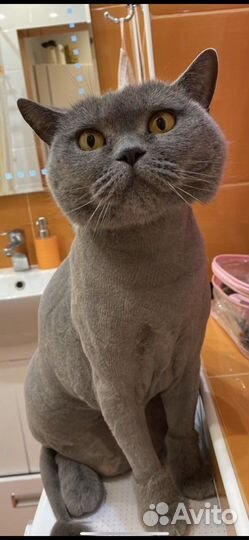 Британская кошка в дар