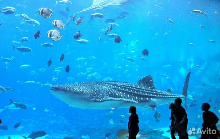 Билеты в москвариум