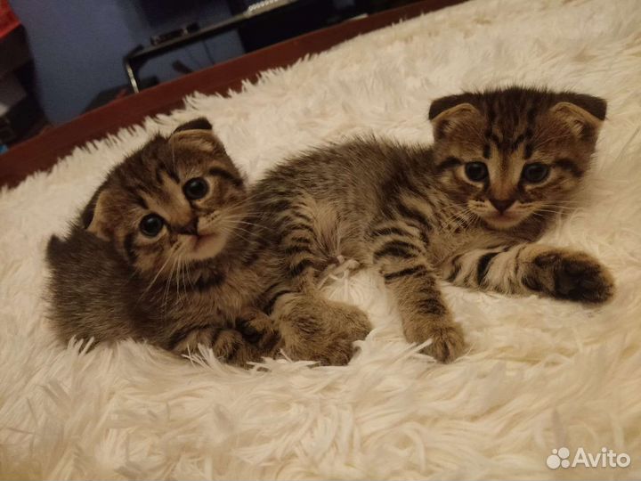 Трое котят ищут дом