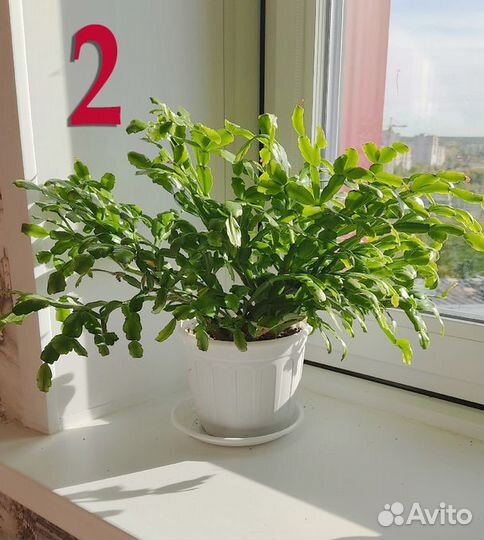 Декабрист (шлюмбергера)