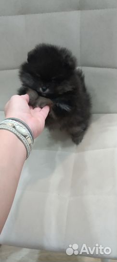 Померанский шпиц тип мишка мини