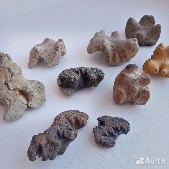 Окаменелости