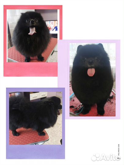 Стрижка собак и кошек. Выезд на дом