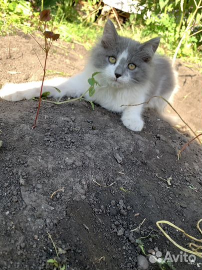Котята