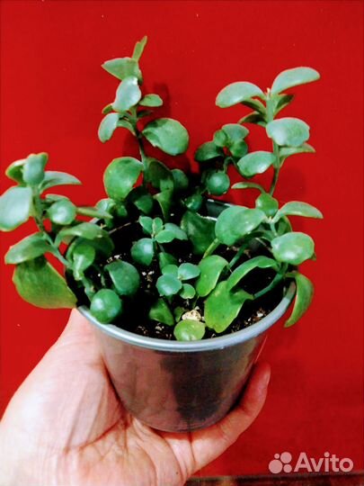 Каланхоэ Федченко цветущий