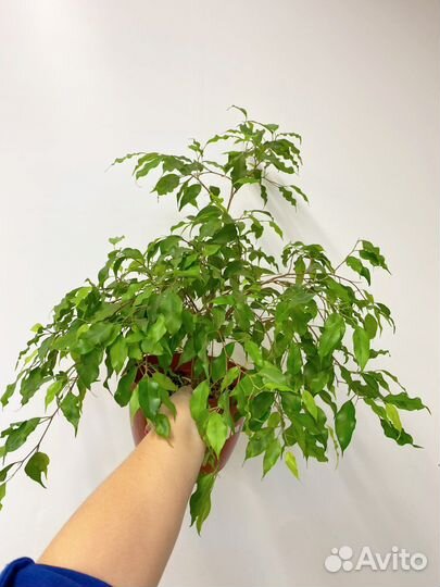 Комнатные растения