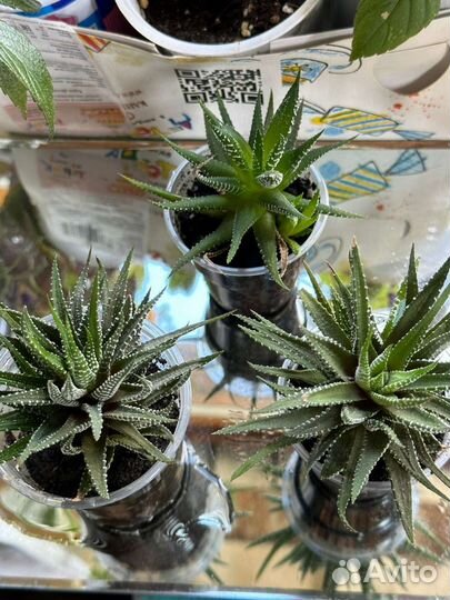 Суккуленты хавортия