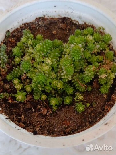 Комнатные растения