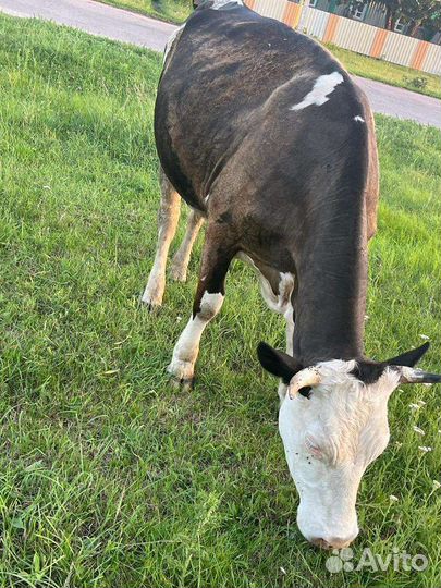 Тёлка.Корова