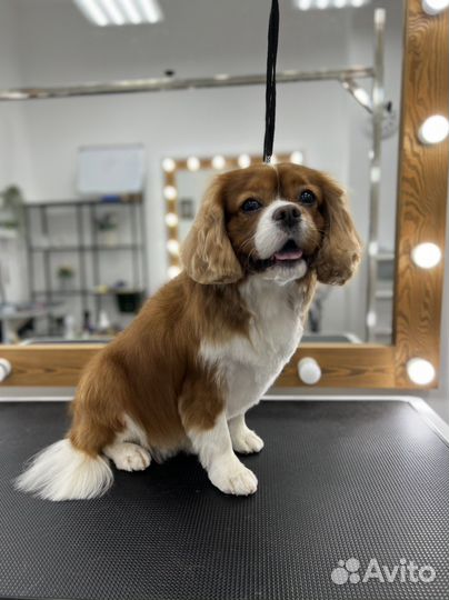 Груминг. Стрижка собак, уход за кошками