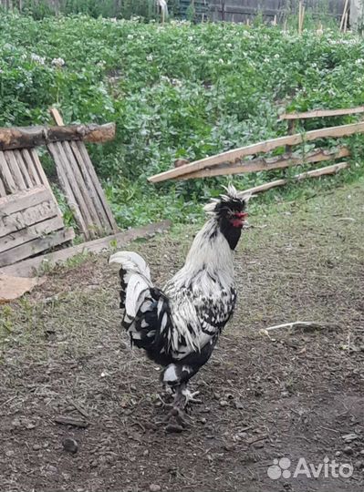 Куры петухи