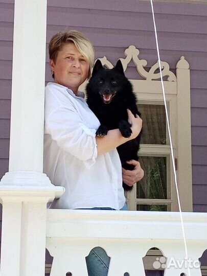 Шипперке. Вязка