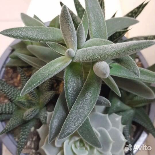 Кактусы и суккуленты