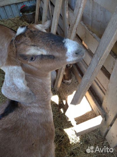 Нубийские козы