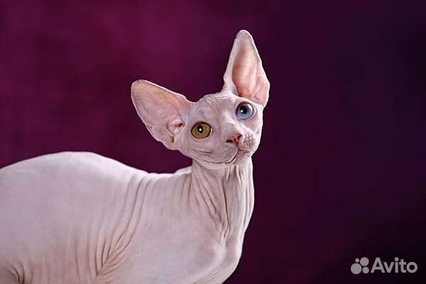 Сфинкс, двэльф, эльф, бамбино