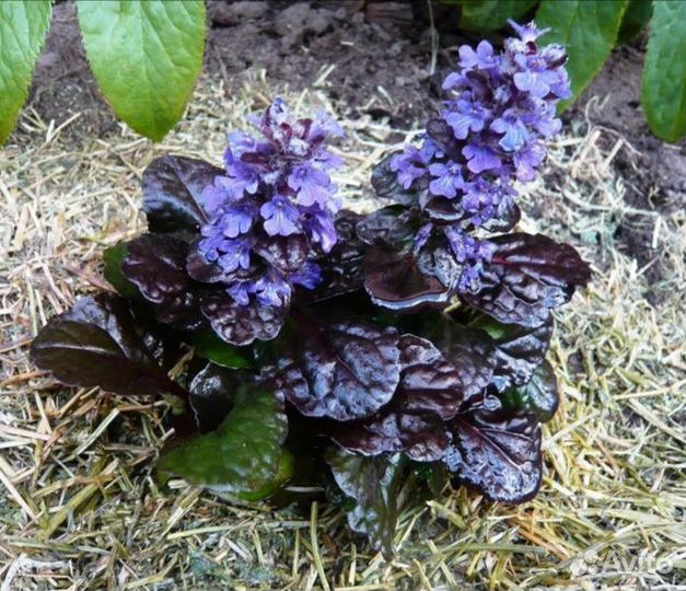 Живучка, сныть пестролистная