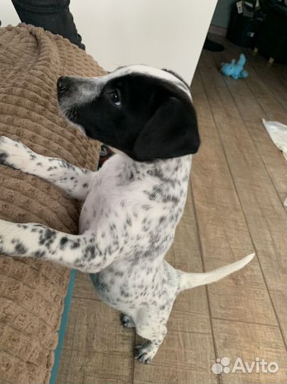 Щенок девочка в добрые руки бесплатно