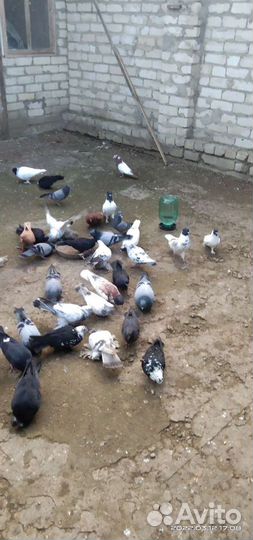 Продажа голубей