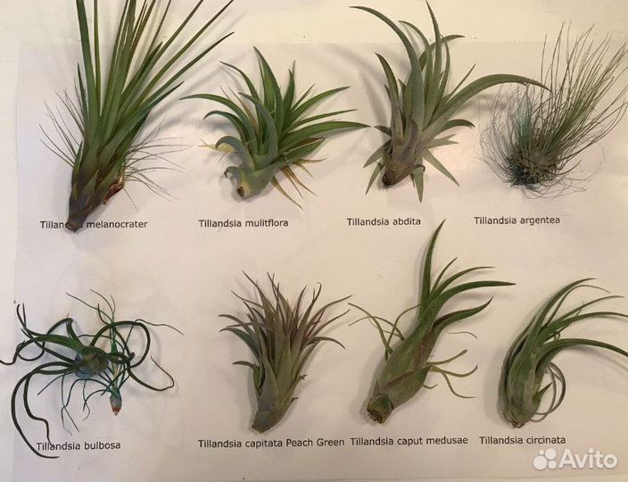 Тилландсия