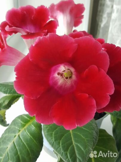 Глоксиния цветущая