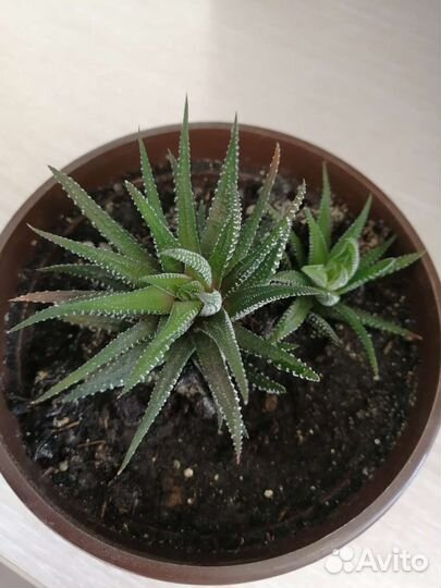 Цветок хавортия