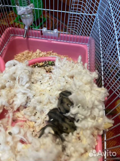 Джунгарские хомячки