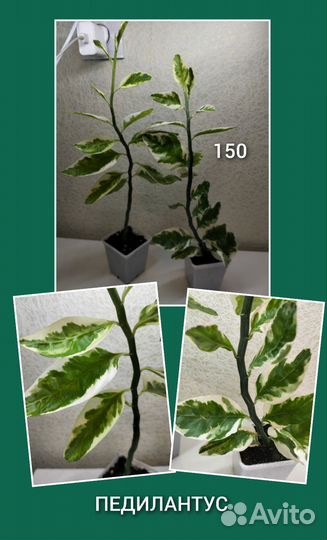 Комнатные цветы