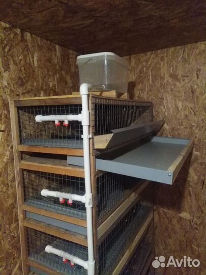 Клетка для перепелов