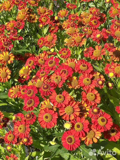 Саженцы многолетних цветов(Гелениум, хоста)