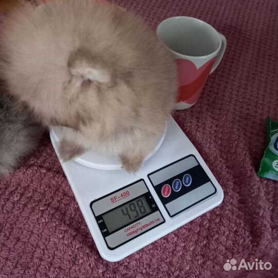 Померанский шпиц мини микро