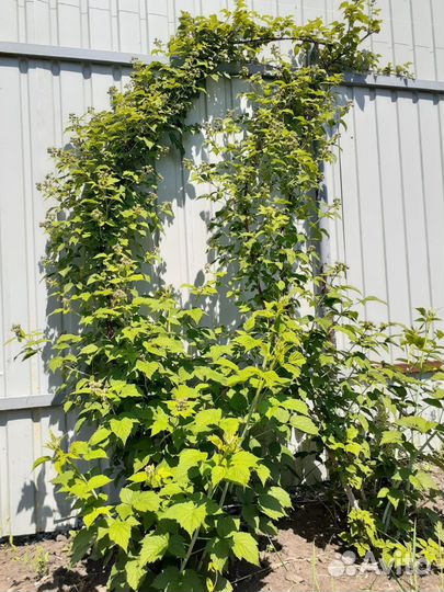 Ежемалина саженцы