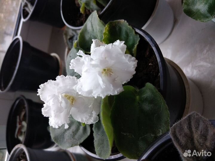 Фиалка сортовая