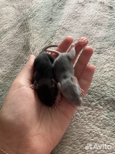 Декоративная крыса дамбо