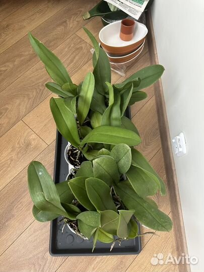 Орхидеи отцветашки