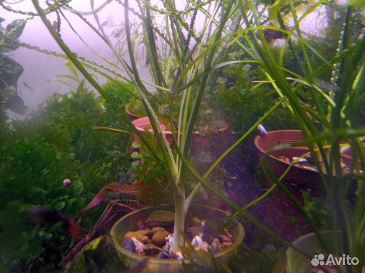 Кринум волнистый