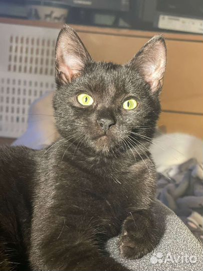 Кошка в дар бесплатно