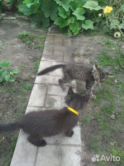 Котята 1.5 месяцев