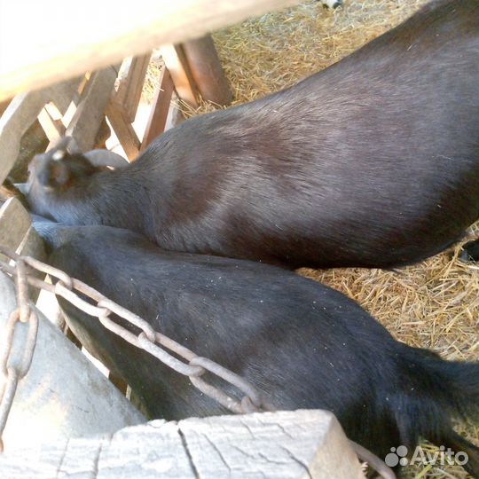 Козы и козлята