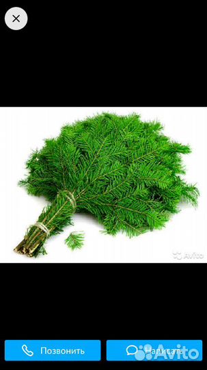 Пихтовый веник