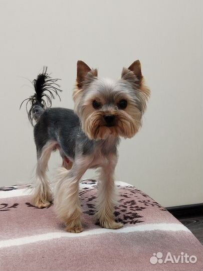 Йоркширский терьер вязка мальчик