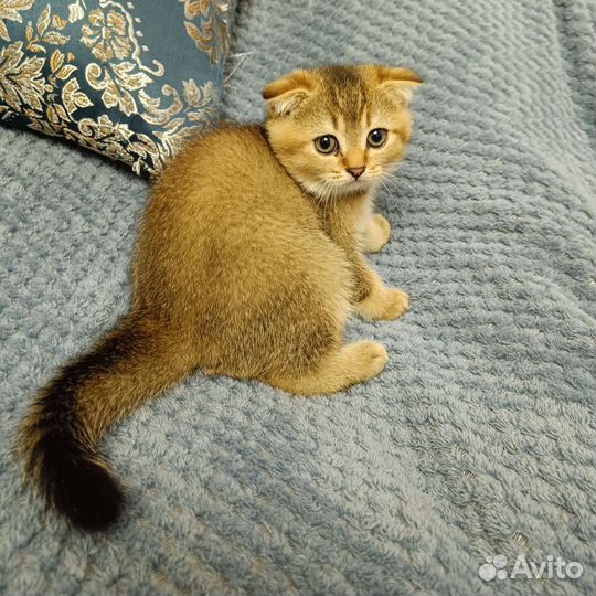 Шотландская вислоухая кошка