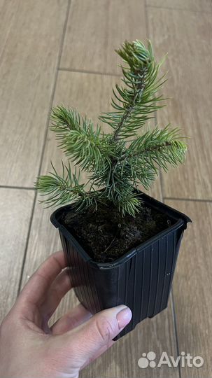 Ель голубая канадская