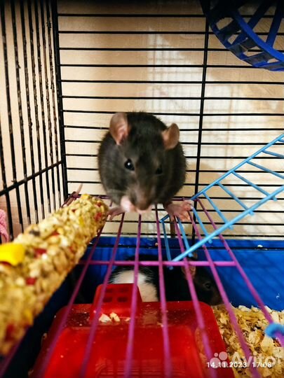 Крыса дамбо