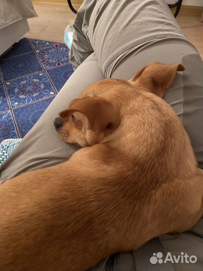 Вязка улыбающийся чихуахуа кобель породистый