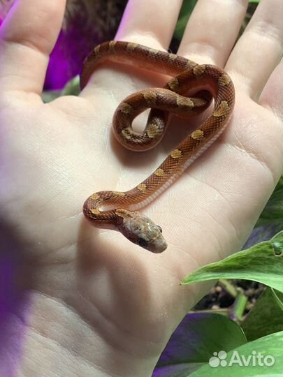 Маисовый полоз bloodred pied sided het anery