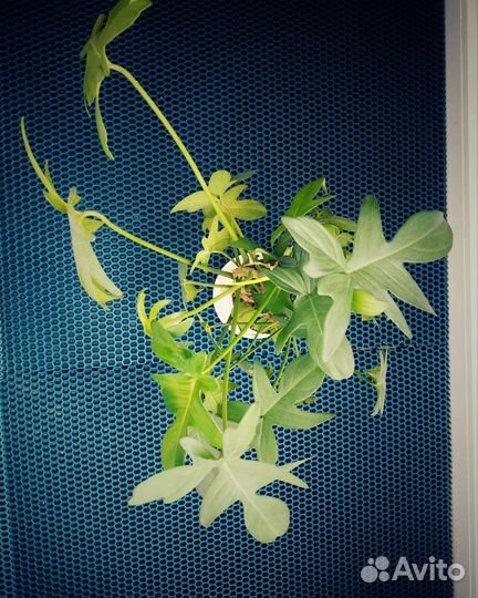 Эпипремнум н джой, филодендроны