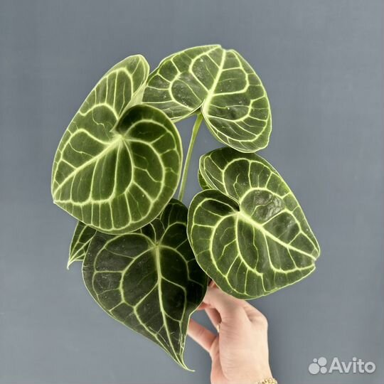 Антуриум Форгетти