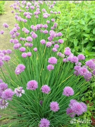 Лук многоярусный и другие луки